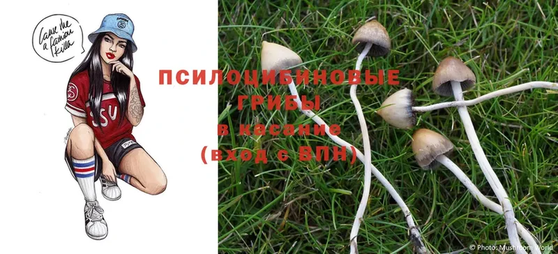 Псилоцибиновые грибы Cubensis  где купить наркотик  МЕГА ТОР  Бобров 